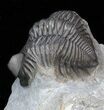 Bug-Eyed Coltraneia Trilobite - Great Eye Facets #40126-4